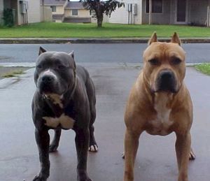 pitbulls_1400056479