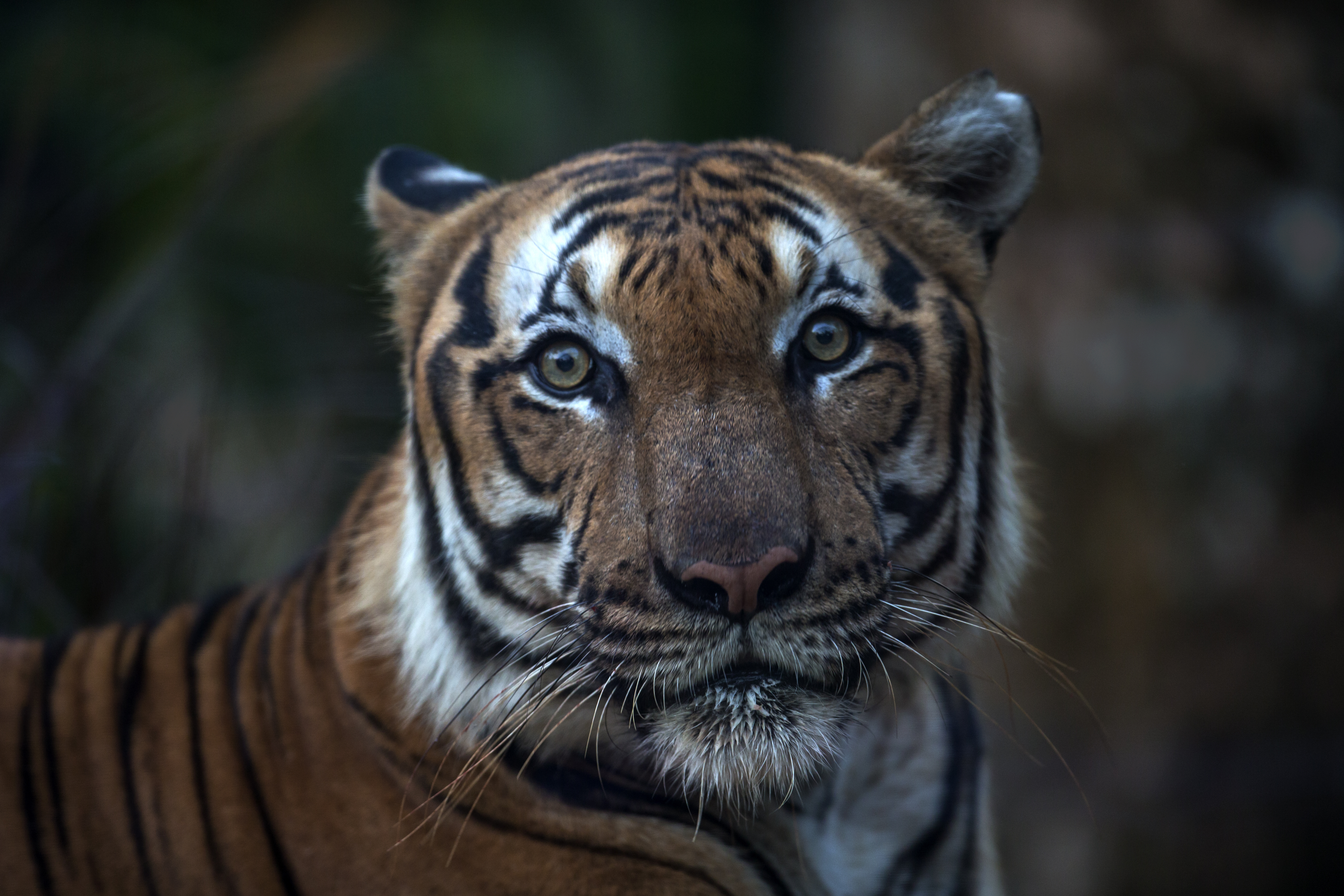Malayan Tiger