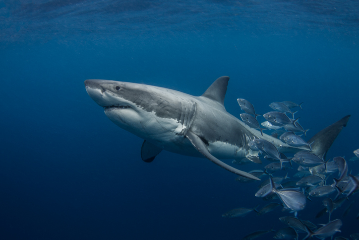 Close-Up Of Fish Swimming In Sea