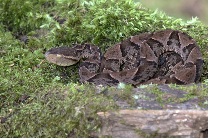 Terciopelo, Fer-De-Lance (Bothrops asper)
